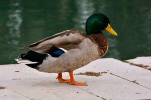 Ente in der Nähe von das See foto