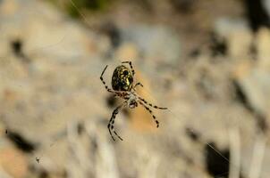 Spinne im Web foto