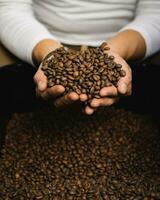 Kaffee Bräter Hände greifen ein Hand voll Pack von frisch geröstet Kaffee Bohnen im Qualität Steuerung Verfahren. foto