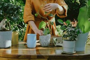 Frau Pflanzen Epipremnum Stecklinge im Blumentopf im Hinterhof Garten. Container Gartenarbeit. foto