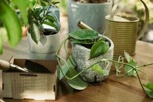 Umpflanzen Zimmerpflanzen. eingetopft Pflanzen auf Tabelle draußen. foto