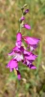 Gladiole Palustris Blume Fotografie foto