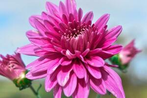 Chrysantheme Morifolium Blume foto