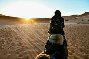 Reise durch Kamel - - Marokko 2022 foto