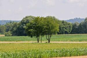 szenisch Wald Landschaft foto