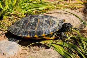 aalen gemalt Schildkröte foto