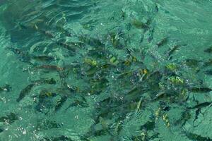 Fisch im das Meer Phi Phi Insel Thailand foto