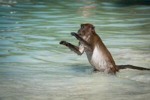 Affe beim das Affe Strand im koh Phi Phi Insel, Thailand foto