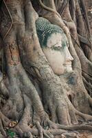 Kopf der Buddha-Statue in den Baumwurzeln bei Wat Mahathat, Ayutthaya, Thailand. foto