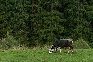 schwarz und Weiß Kuh Weiden lassen auf Wiese im Berge. foto