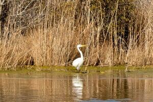 großartig Reiher Stehen hoch beim das Kante von das Wasser. das Weiß Körper Stehen aus von das braun Gras um. das Vogel Körper reflektieren im das Ruhe Wasser von das Teich. seine lange Hals aus zum Lebensmittel. foto