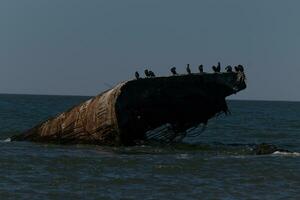 diese doppelkammig Kormoran Vögel sind thront auf das versunken Schiff hervorstehend von das Ozean. das schön braun verrostet Schiff. foto