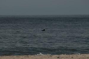 diese dunkel Bild von ein Delfin Flosse Kommen oben aus von das Ozean sieht aus damit schöne. das schön dorsal verletzen das Oberfläche. foto