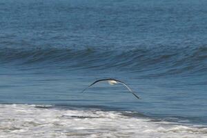 diese Möwe war gleiten auf das Bucht Brise Kommen aus das Ozean. schwarz umrissen mit Weiß Bauch. Flügel sind ausgestreckt zu steigen. foto
