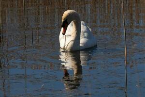 ich Liebe das aussehen von diese schön Weiß Schwan Schwimmen durch diese Teich. das groß Weiß Vogel scheint ziemlich friedlich. das Betrachtung unter diese Vogel ist Ja wirklich ziemlich im das immer noch Wasser. foto