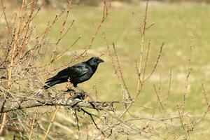 diese schön schwarz Krähe ist thront auf das Kante von das Geäst von diese Pfirsich Baum. das groß schwarz Vogel hat Gefieder Das fast scheint zu scheinen im das Sonne. diese Vogel ist Teil von das corvid Familie. foto