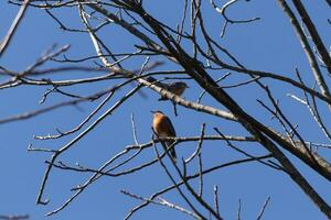 zwei Rotkehlchen thront im das Baum. das schwarz Gefieder mischen im mit das nackt Geäst. das wenig Orange Bäuche Stand aus. das Glieder von das Baum tun nicht haben Blätter fällig zu das Winter Jahreszeit. foto