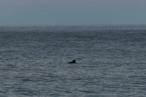 diese dunkel Bild von ein Delfin Flosse Kommen oben aus von das Ozean sieht aus damit schöne. das schön dorsal verletzen das Oberfläche. foto