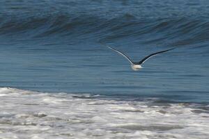 diese Möwe war gleiten auf das Bucht Brise Kommen aus das Ozean. schwarz umrissen mit Weiß Bauch. Flügel sind ausgestreckt zu steigen. foto