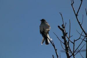 Spottdrossel thront auf Geäst von ein Baum. Gefieder flauschige von das Wind weht ihn. das grau Gefieder gebaut zu Mischung In. das Glieder sind nackt zeigen das fallen Jahreszeit. ziemlich Blau Himmel im das Hintergrund. foto