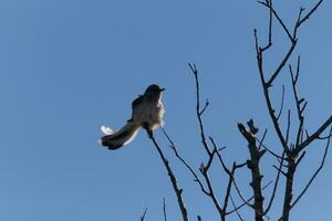 Spottdrossel thront auf Geäst von ein Baum. Gefieder flauschige von das Wind weht ihn. das grau Gefieder gebaut zu Mischung In. das Glieder sind nackt zeigen das fallen Jahreszeit. ziemlich Blau Himmel im das Hintergrund. foto