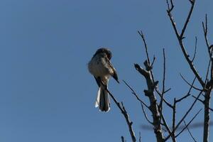 Spottdrossel thront auf Geäst von ein Baum. Gefieder flauschige von das Wind weht ihn. das grau Gefieder gebaut zu Mischung In. das Glieder sind nackt zeigen das fallen Jahreszeit. ziemlich Blau Himmel im das Hintergrund. foto