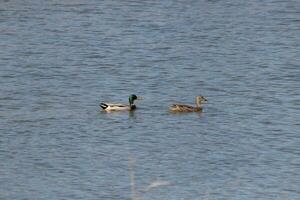Stockente Enten Schwimmen über das Teich folgenden jeder andere. weiblich braun einer im das Vorderseite männlich mit ein Grün Kopf im das zurück. foto