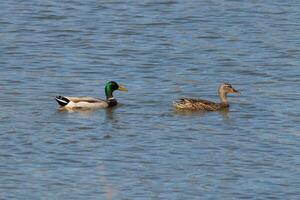 Stockente Enten Schwimmen über das Teich folgenden jeder andere. weiblich braun einer im das Vorderseite männlich mit ein Grün Kopf im das zurück. foto