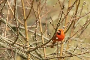 diese ziemlich männlich Kardinal ist thront im das Pfirsich Baum zum Sicherheit. diese hell rot Vogel ist versuchen zu Mischung In. zu Sein getarnt im das Geäst. das Glieder sind ohne Blätter fällig zu das fallen Jahreszeit. foto