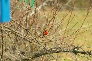 diese ziemlich männlich Kardinal ist thront im das Pfirsich Baum zum Sicherheit. diese hell rot Vogel ist versuchen zu Mischung In. zu Sein getarnt im das Geäst. das Glieder sind ohne Blätter fällig zu das fallen Jahreszeit. foto