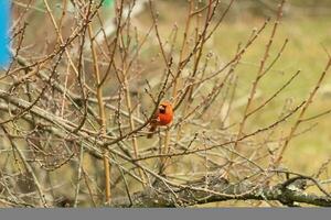 diese ziemlich männlich Kardinal ist thront im das Pfirsich Baum zum Sicherheit. diese hell rot Vogel ist versuchen zu Mischung In. zu Sein getarnt im das Geäst. das Glieder sind ohne Blätter fällig zu das fallen Jahreszeit. foto