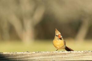 weiblich Kardinal Kommen aus zu das hölzern Geländer zum Vogelfutter. ihr braun Gefieder sind entworfen zum tarnen wie entgegengesetzt zu das hell rot von das männlich. ihr wenig Orange Schnabel spitz nach außen. foto