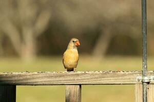 weiblich Kardinal Kommen aus zu das hölzern Geländer zum Vogelfutter. ihr braun Gefieder sind entworfen zum tarnen wie entgegengesetzt zu das hell rot von das männlich. ihr wenig Orange Schnabel spitz nach außen. foto