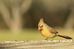 weiblich Kardinal Kommen aus zu das hölzern Geländer zum Vogelfutter. ihr braun Gefieder sind entworfen zum tarnen wie entgegengesetzt zu das hell rot von das männlich. ihr wenig Orange Schnabel spitz nach außen. foto