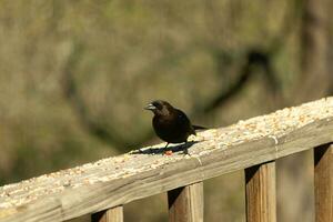 diese süß wenig Cowbird war Sitzung auf das Geländer von das Deck umgeben durch Vogelfutter. diese ist ein männlich Vogel fällig zu das dunkler schwarz Gefieder. das wenig braun Kopf fügt hinzu zu das anders Töne. foto