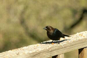 diese süß wenig Cowbird war Sitzung auf das Geländer von das Deck umgeben durch Vogelfutter. diese ist ein männlich Vogel fällig zu das dunkler schwarz Gefieder. das wenig braun Kopf fügt hinzu zu das anders Töne. foto