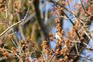 östlichen Phoebe thront im ein Baum. das Vogel ist bekannt wie ein Tyrann Fliegenfänger und versuchen zu ausblenden von es ist Beute. das Vogel ist gesehen unter Blume Knospen und Geäst Mischen. seine braun Körper mischen In. foto