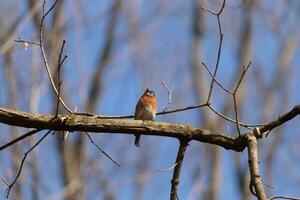 süß wenig Drossel saß thront auf diese Baum Ast zu aussehen um zum Lebensmittel. seine rostig Orange Bauch mit ein Weiß Patch steht aus von das Blau auf seine Kopf. diese wenig Vogel fühlt sich sicher oben Hier. foto