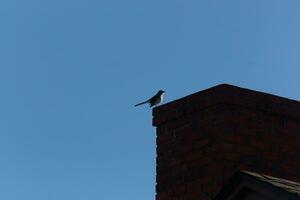 diese ist ein Bild von ein Spottdrossel Sitzung auf das Kamin von ein Haus. das Silhouette aussehen von diese Vogel Sitzung stolz, ruhen auf das rot Backstein Struktur. das Blau Himmel im das Hintergrund fügt hinzu zu Das. foto