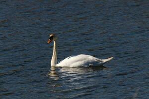 diese schön Schwan ist ruhig Schwimmen über diese Ruhe Teich. das sehr lange Hals ist erreichen aus mit ihr Augen suchen um zum Lebensmittel. das ziemlich Orange Schnabel ist bereit zu Scoop oben was auch immer kommt. foto