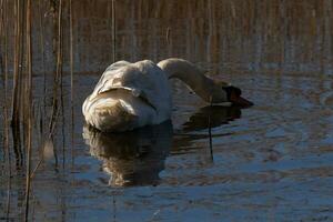 ich Liebe das aussehen von diese schön Weiß Schwan Schwimmen durch diese Teich. das groß Weiß Vogel scheint ziemlich friedlich. das Betrachtung unter diese Vogel ist Ja wirklich ziemlich im das immer noch Wasser. foto