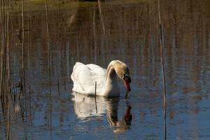 ich Liebe das aussehen von diese schön Weiß Schwan Schwimmen durch diese Teich. das groß Weiß Vogel scheint ziemlich friedlich. das Betrachtung unter diese Vogel ist Ja wirklich ziemlich im das immer noch Wasser. foto