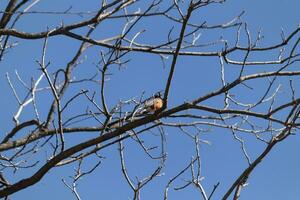 schön Robin thront im das Baum. seine schwarz Gefieder mischen im mit das nackt Geäst. seine wenig Orange Bauch steht aus. das Glieder von das Baum tun nicht haben Blätter fällig zu das Winter Jahreszeit. foto