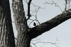schön Robin thront im das Gauner von das Baum. seine schwarz Gefieder mischen im mit das Stamm. das Glieder von das Baum tun nicht haben Blätter fällig zu das Winter Jahreszeit. foto