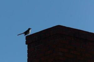 diese ist ein Bild von ein Spottdrossel Sitzung auf das Kamin von ein Haus. das Silhouette aussehen von diese Vogel Sitzung stolz, ruhen auf das rot Backstein Struktur. das Blau Himmel im das Hintergrund fügt hinzu zu Das. foto