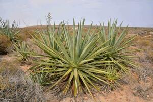 Agave Pflanzen im das Wüste mit hoch Grün Pflanzen foto