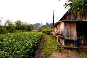 Vorderseite Aussicht von hölzern Haus im Russisch Dorf im sonnig Sommer- Tag foto