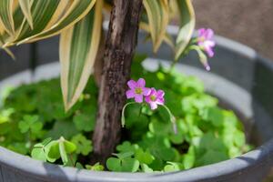 Nahansicht von ein klein lila Blume im ein Topf mit ein Grün Pflanze foto