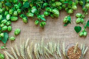 Grün frisch Hopfen mit Weizen wie Kopieren Raum Rahmen Text Bereich auf Sackleinen Hintergrund foto