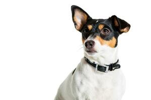 Jack Russell Terrier, isoliert auf Weiß foto